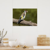 Carduelis carduelis poster (Küche)