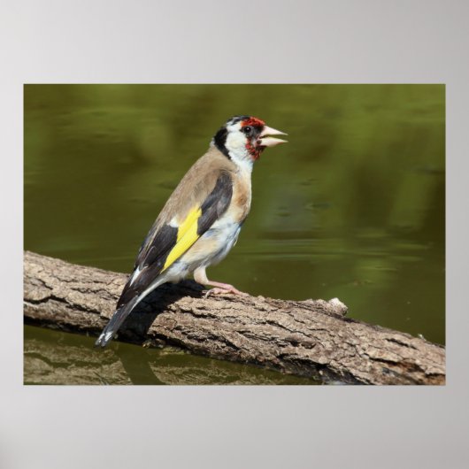 Carduelis carduelis poster (Vorne)