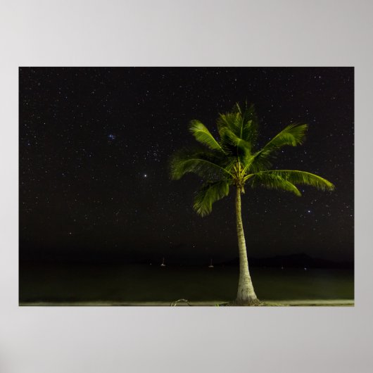 Cardwell Palm Poster (Vorne)