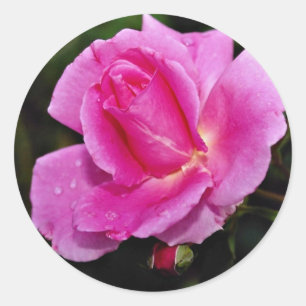 Carefree Beauty Shrub Rose 'Bucbi' Weiße Blume Runder Aufkleber