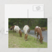 Carefree Ponys Postkarte (Vorne/Hinten)