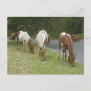 Carefree Ponys Postkarte