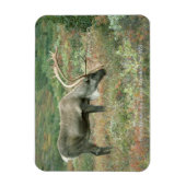 Caribbean Buck Grazing Magnet (Vertikal)