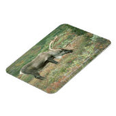 Caribbean Buck Grazing Magnet (Linke Seite)
