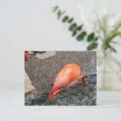 Caribbean Flamingo # 13 Postkarte (Stehend Vorderseite)