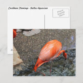 Caribbean Flamingo # 13 Postkarte (Vorne/Hinten)