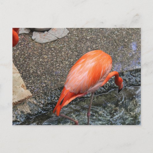 Caribbean Flamingo # 13 Postkarte (Vorderseite)