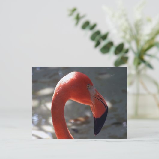 Caribbean Flamingo Postkarte (Stehend Vorderseite)