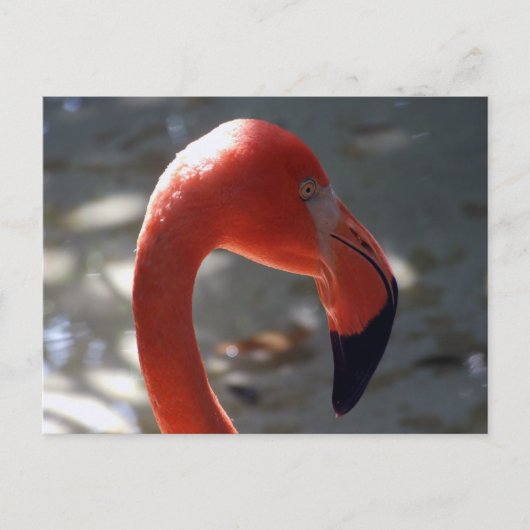 Caribbean Flamingo Postkarte (Vorderseite)