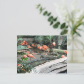 Caribbean Flamingos # 12 Postkarte (Stehend Vorderseite)