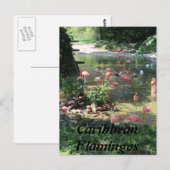 Caribbean Flamingos # 1 Postkarte (Vorne/Hinten)