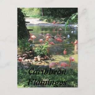 Caribbean Flamingos # 1 Postkarte