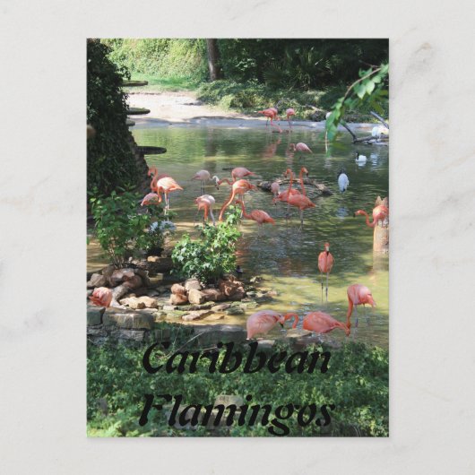 Caribbean Flamingos # 1 Postkarte (Vorderseite)