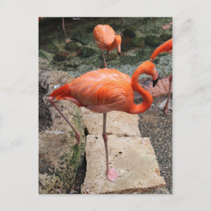Caribbean Flamingos # 3 Postkarte