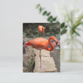 Caribbean Flamingos # 4 Postkarte (Stehend Vorderseite)