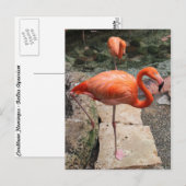 Caribbean Flamingos # 4 Postkarte (Vorne/Hinten)