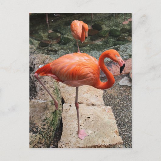 Caribbean Flamingos # 4 Postkarte (Vorderseite)