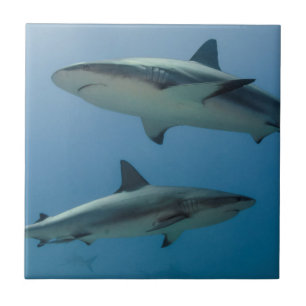 Caribbean Reef Shark Fliese