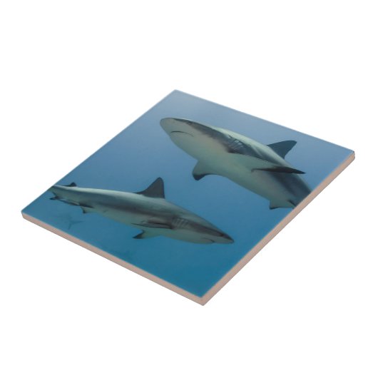 Caribbean Reef Shark Fliese (Seite)