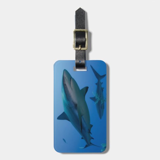 Caribbean Reef Shark Jardines de la Reina Gepäckanhänger (Vorderseite vertikal)