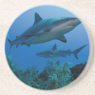 Caribbean Reef Shark Jardines de la Reina Getränkeuntersetzer