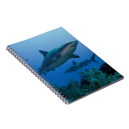Caribbean Reef Shark Jardines de la Reina Notizblock (Rechte Seite)
