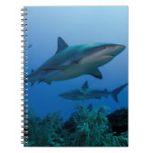 Caribbean Reef Shark Jardines de la Reina Notizblock (Vorderseite)