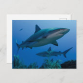 Caribbean Reef Shark Jardines de la Reina Postkarte (Vorne/Hinten)