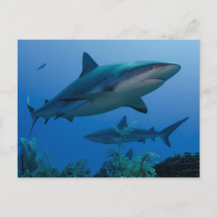Caribbean Reef Shark Jardines de la Reina Postkarte