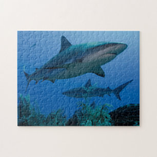 Caribbean Reef Shark Jardines de la Reina Puzzle