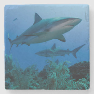 Caribbean Reef Shark Jardines de la Reina Steinuntersetzer