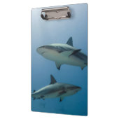 Caribbean Reef Shark Klemmbrett (Links)