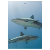 Caribbean Reef Shark Klemmbrett (Rückseite)
