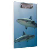 Caribbean Reef Shark Klemmbrett (Rechts)