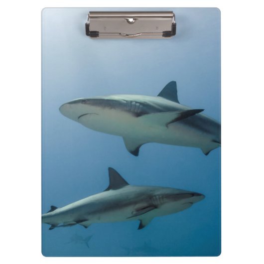 Caribbean Reef Shark Klemmbrett (Vorderseite)