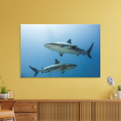 Caribbean Reef Shark Leinwanddruck (Insitu (Wohnzimmer))