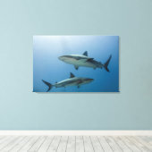 Caribbean Reef Shark Leinwanddruck (Insitu (Holzboden))
