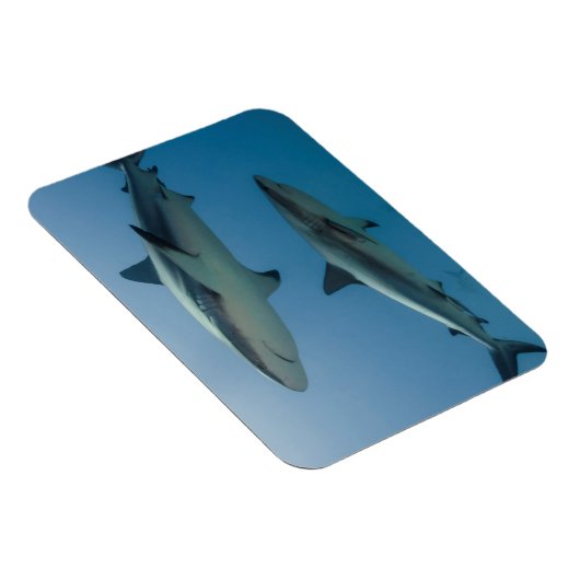 Caribbean Reef Shark Magnet (Rechte Seite)