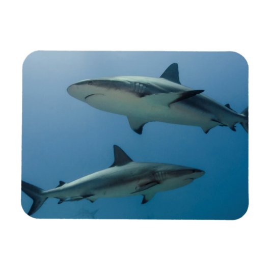 Caribbean Reef Shark Magnet (Horizontal)