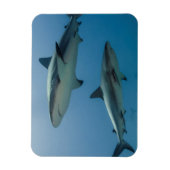 Caribbean Reef Shark Magnet (Vertikal)