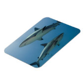 Caribbean Reef Shark Magnet (Linke Seite)
