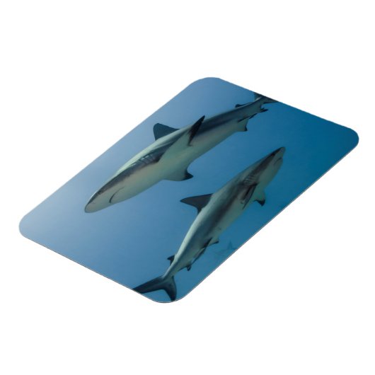 Caribbean Reef Shark Magnet (Linke Seite)