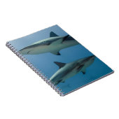 Caribbean Reef Shark Notizblock (Rechte Seite)