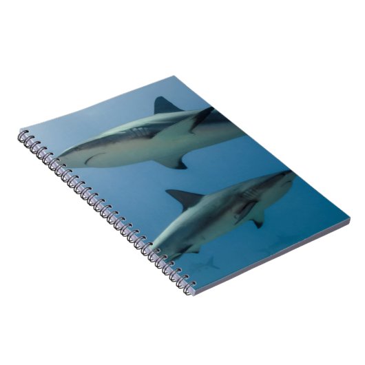 Caribbean Reef Shark Notizblock (Rechte Seite)