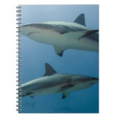 Caribbean Reef Shark Notizblock (Vorderseite)