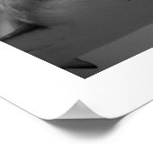 Caribbean Reef Shark Poster (Ecke)