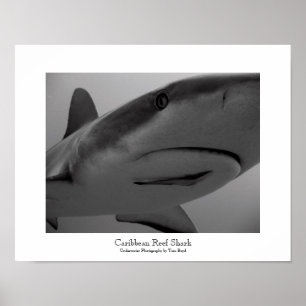 Caribbean Reef Shark Poster