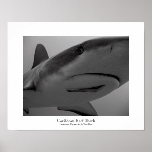 Caribbean Reef Shark Poster (Vorne)
