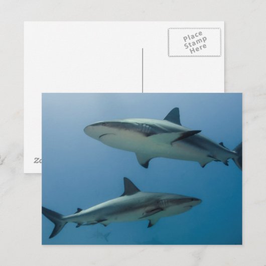 Caribbean Reef Shark Postkarte (Vorne/Hinten)