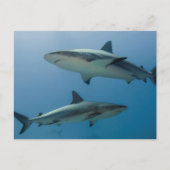 Caribbean Reef Shark Postkarte (Vorderseite)